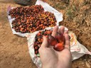 Palm Oil CC Licenced